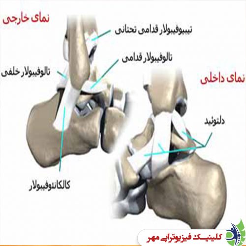 آناتومی مچ پا